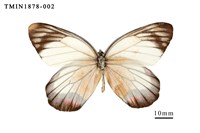 藏品(白豔粉蝶)的圖片